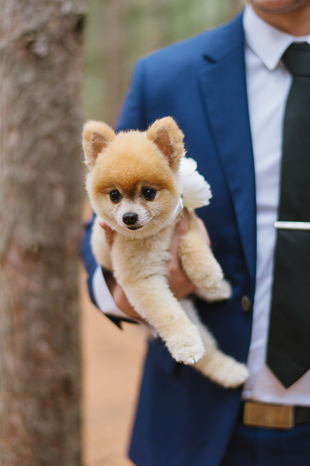 a groom holding his favourite dog during the wedding photo shoot