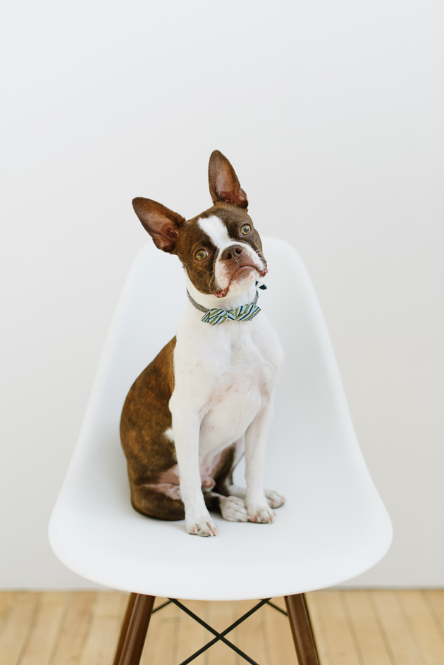 Bernie the Boston Terrier is a social manager at Mango Studios, Toronto wedding photography boutique